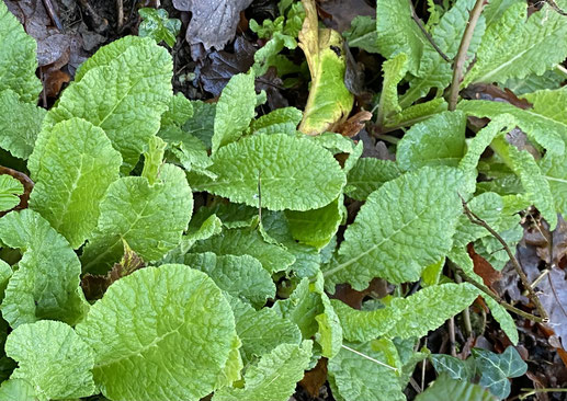 First primroses
