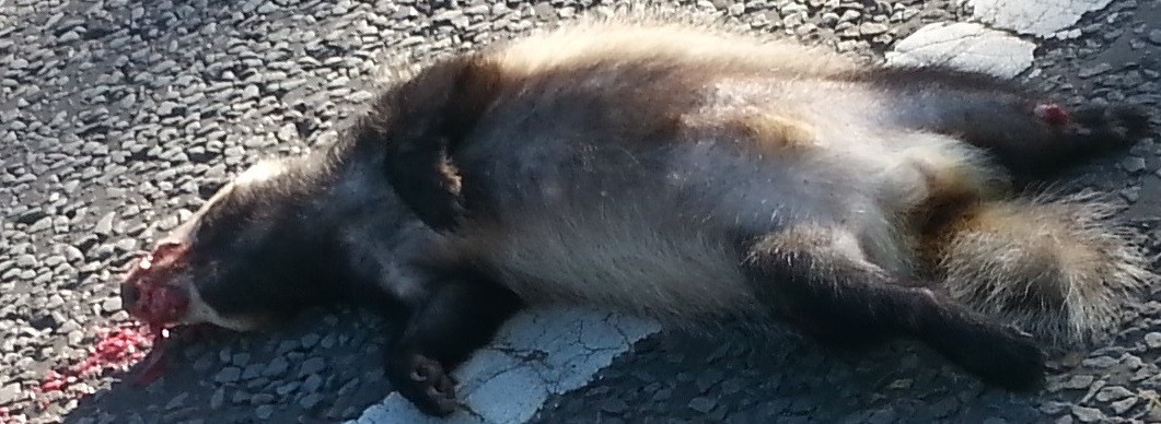 road casualties