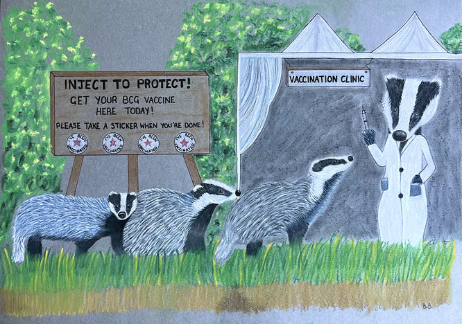 Badger vaccination clinic drawing by local artist Becci Cooper
