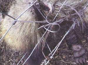 Snaring badgers is illegal