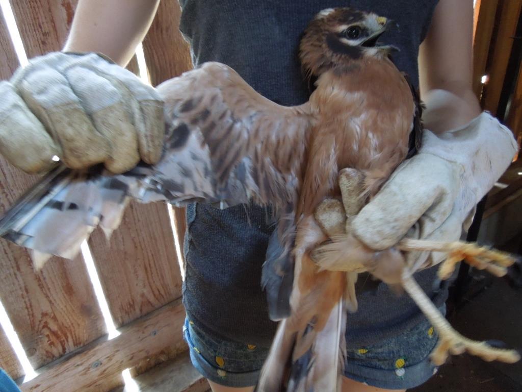 Auch das Weibchen wurde übel zugerichtet; Foto Ch. Bauer