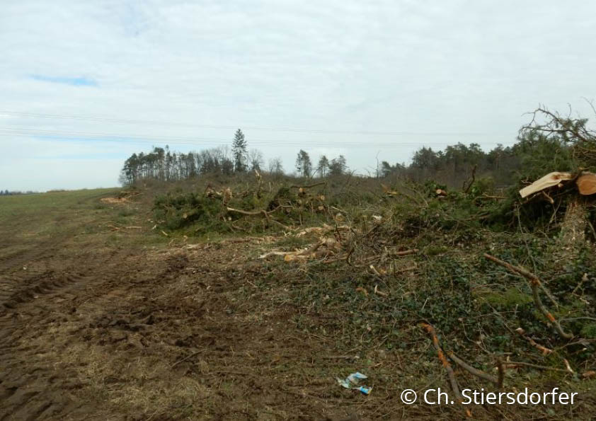 Die Fläche des neuen Gewerbegebietes an der Umgehungsstraße Burglengenfeld nach der Rodung (24.2.2019): Auf Hinweise der Kartierer, wegen der großen Artenvielfalt die Planung zu überdenken, wurde keine Rücksicht genommen.