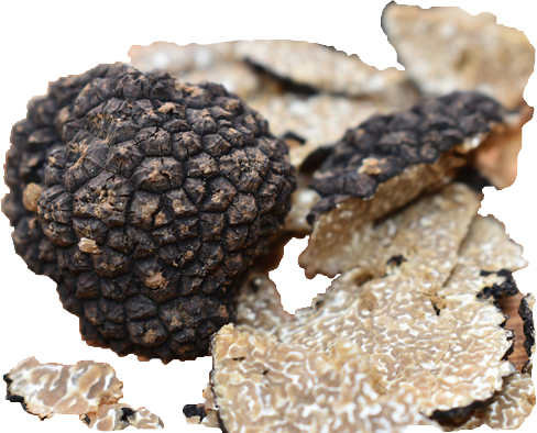 Frische Schwarze Herbsttrüffel (Tuber uncinatum) kaufen - Die Trüffelsaison hat begonnen