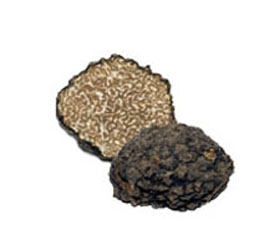 Burgundertrüffel - Herbsttrüffel (Tuber uncinatum)