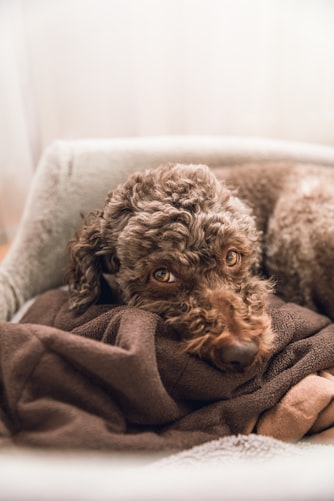 Der Lagotto Romagnolo und sein nationaler und internationaler Aufstieg. Seine hervorragenden Fähigkeiten zur Trüffelsuche werden von Züchtern, professionellen und Hobby-Trüffelsuchenden sowie von Hundezuchtinstitutionen immer mehr geschützt und verbessert