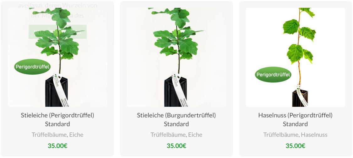 Trüffelbäume kaufen im Onlineshop - Selbst pflanzen im Garten oder auf der Trüffelplantage - Trüffelbaum kauf - Trüffelbaum bestellen