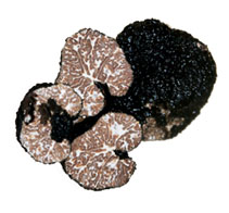 Gewöhnlicher oder mesenterialer schwarzer Trüffel - Teertrüffel - Bitumen Trüffel (Tuber mesentericum Vittad.) Die Trüffelsporen des gewöhnlichen schwarzen Trüffel sind alveolar wie die der Sommertrüffel.