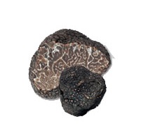 Die Wintertrüffel ist ein mittelgroßer schwarzer Trüffel mit einer warzigen Außenhaut (Peridie), die denen des wertvollen schwarzen Trüffels, des Perigordtrüffel ähnelt.