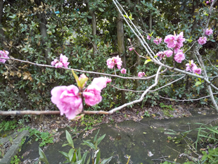 今年は綺麗に咲きました。枝ぶりが少し変ですが実がなるかな？　3月20日撮影