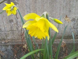 ヒガンバナ科スイセン属（スイセン）英名: Wild daffodil. 和名: ラッパスイセン(喇叭水仙). 原産地: 西ヨーロッパ. 色: 白、黄色