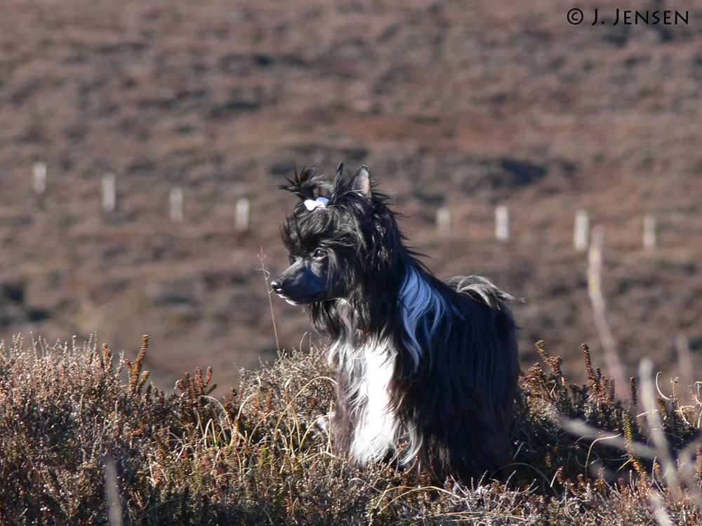 Be My Dog's Up To Dance