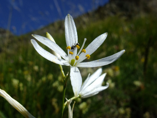 Anthericum liliago L.     -     Asparagaceae     -     Phalangère à fleurs de lis