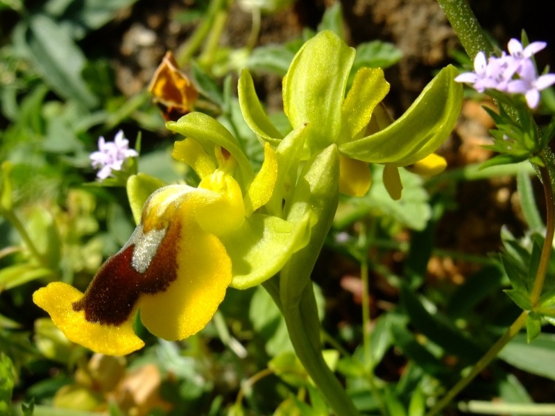 Ophrys lutea Cav. (Ophrys jaune) 