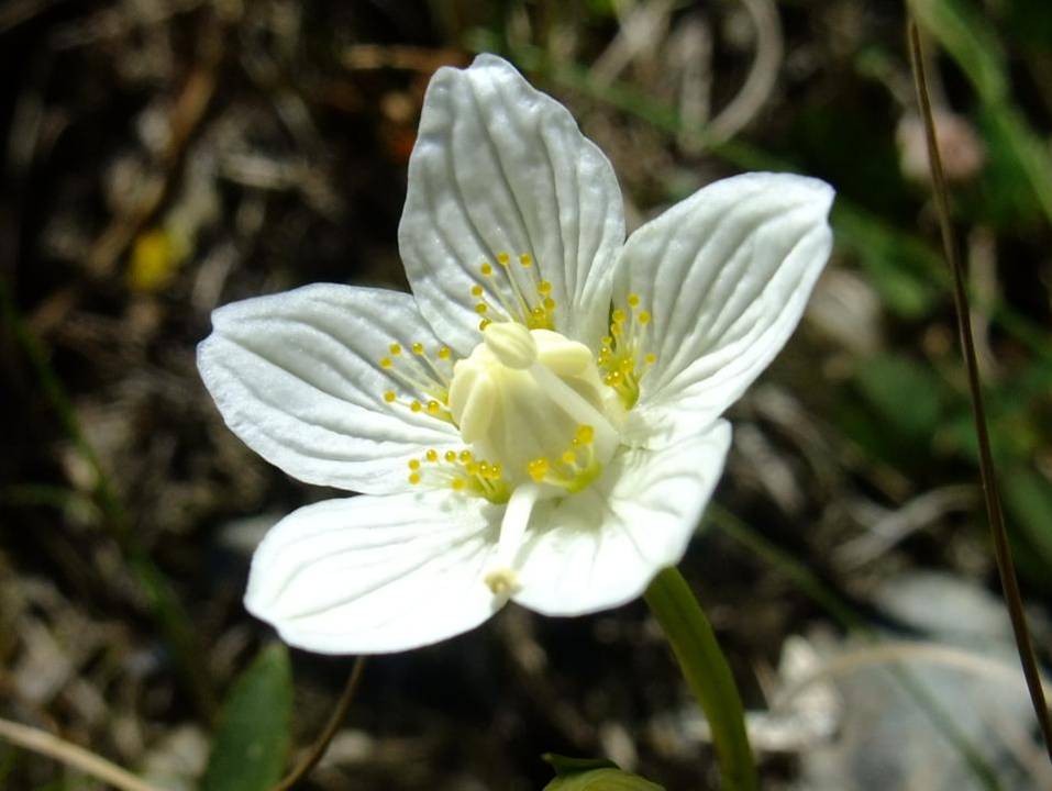 Parnassia palustris L.     -     Celastraceae     -     Parnassie des marais