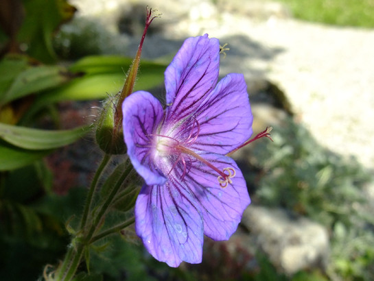 Geranium platypetalum Fisch. & C.A.Mey.     -     Geraniaceae     -     ??