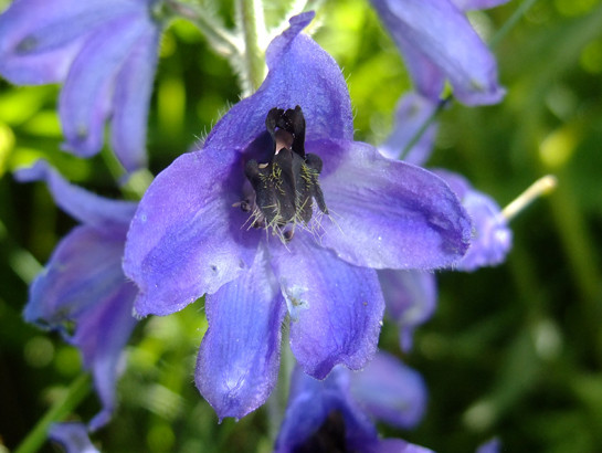 Delphinium elatum L.     -     Ranunculaceae     -     Pied-d'alouette élevé