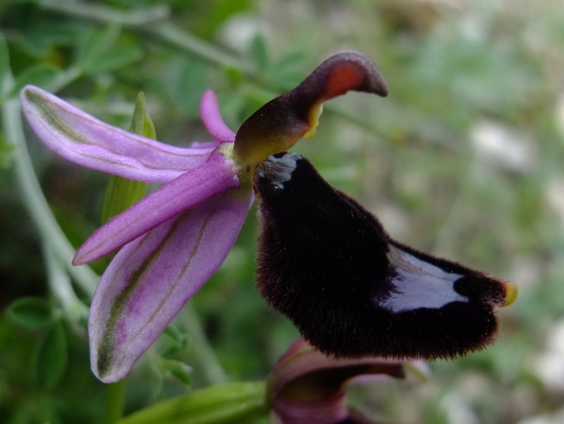 Ophrys bertolonii Moretti (Ophrys de Bertoloni) 