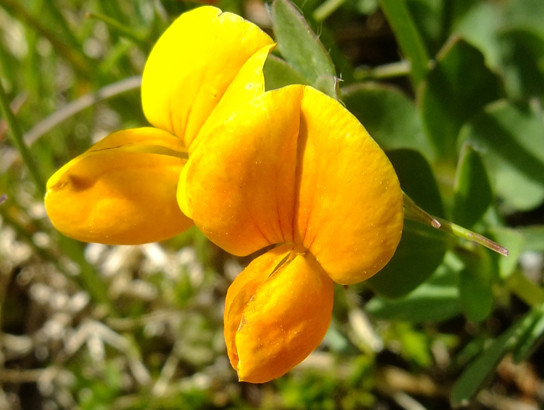 Lotus alpinus (DC.) Schleich. ex Ramond     -     Fabaceae     -     Lotier des Alpes