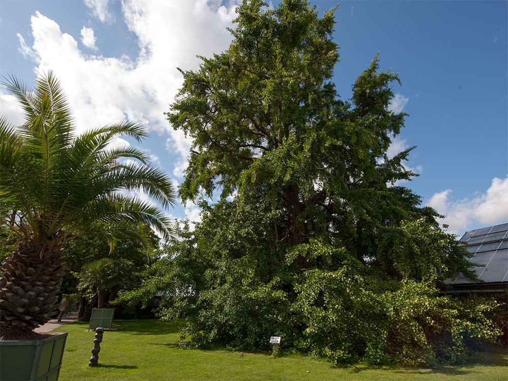 Ginkgo biloba  planté en 1785    -    Jardin botanique de Leiden    -    Photo Alain Tessier