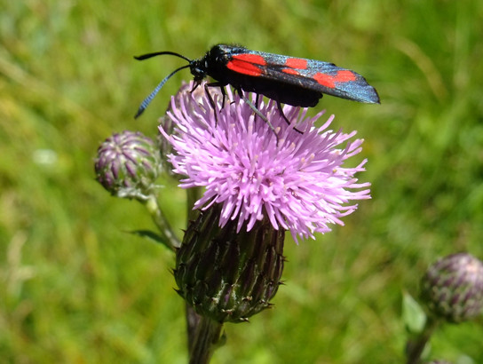 Cirsium arvense (L.) Scop.     -     Asteraceae     -     Cirse des champs