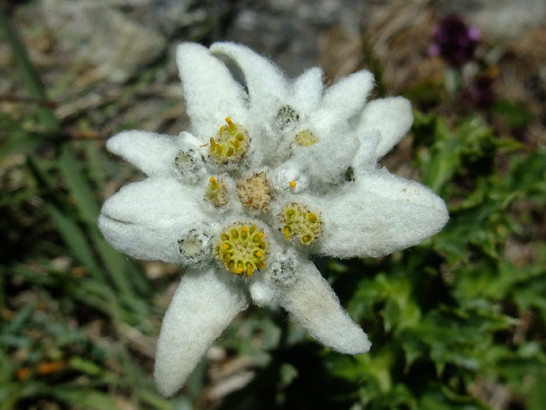 Leontopodium alpinum Cass.     -     Asteraceae     -     Edelweiss