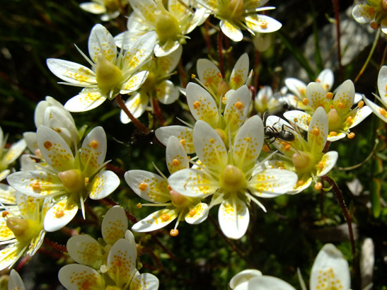 Saxifraga bryoides L.     -     Saxifragaceae     -     Saxifrage fausse mousse