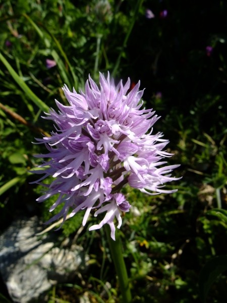 Orchis italica Poiret (Orchis d'Italie) 