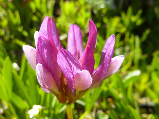 Trifolium alpinum L.     -     Fabaceae    -     Trèfle des Alpes