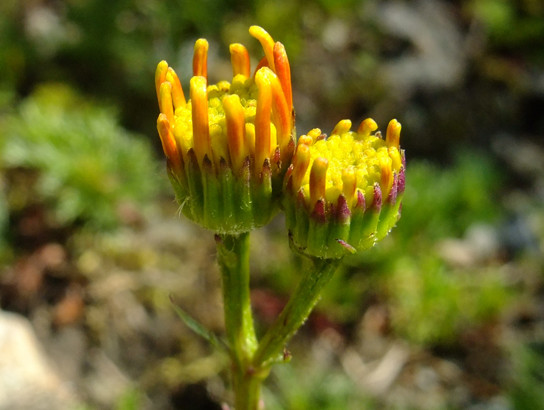 Senecio abrotanifolius L.     -     Asteraceae     -     Séneçon à feuilles d'aurone