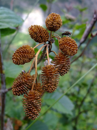 Alnus viridis (Chaix.) D.C.     -     Betulaceae     -     Aulne vert