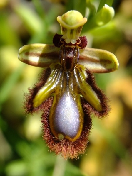 Ophrys speculum Link (Ophrys miroir)