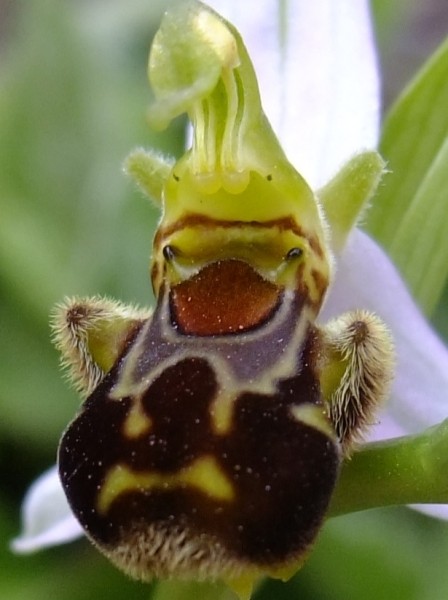 Ophrys apifera Huds. (Ophrys abeille)