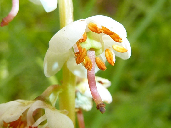 Pyrola rotundifolia L.     -     Ericaceae     -     Pyrole à feuilles rondes