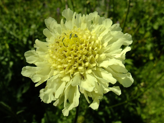 Cephalaria alpina (L.) Schrad. ex Roem. & Schult.     -     Dipsacaceae     -     Céphalaire des Alpes