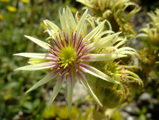 Sempervivum grandiflorum Haw.     -     Crassulaceae     -     Joubarbe à grandes fleurs