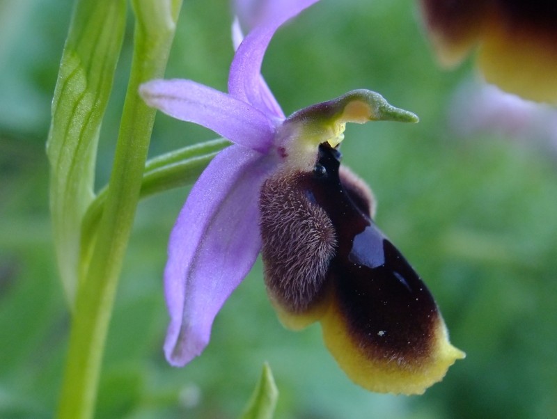 Ophrys lunulata Parl. (Ophrys à croissant) 