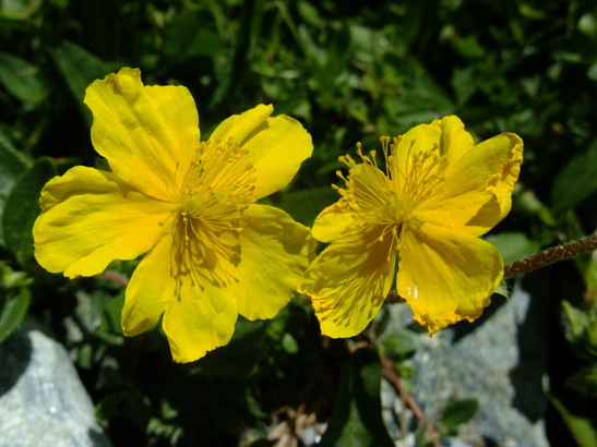 Helianthemum nummularium (L.) Mill.     -     Cistaceae     -     Hélianthème nummulaire