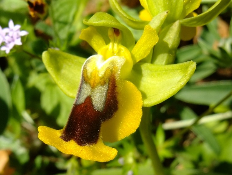 Ophrys lutea Cav. (Ophrys jaune) 