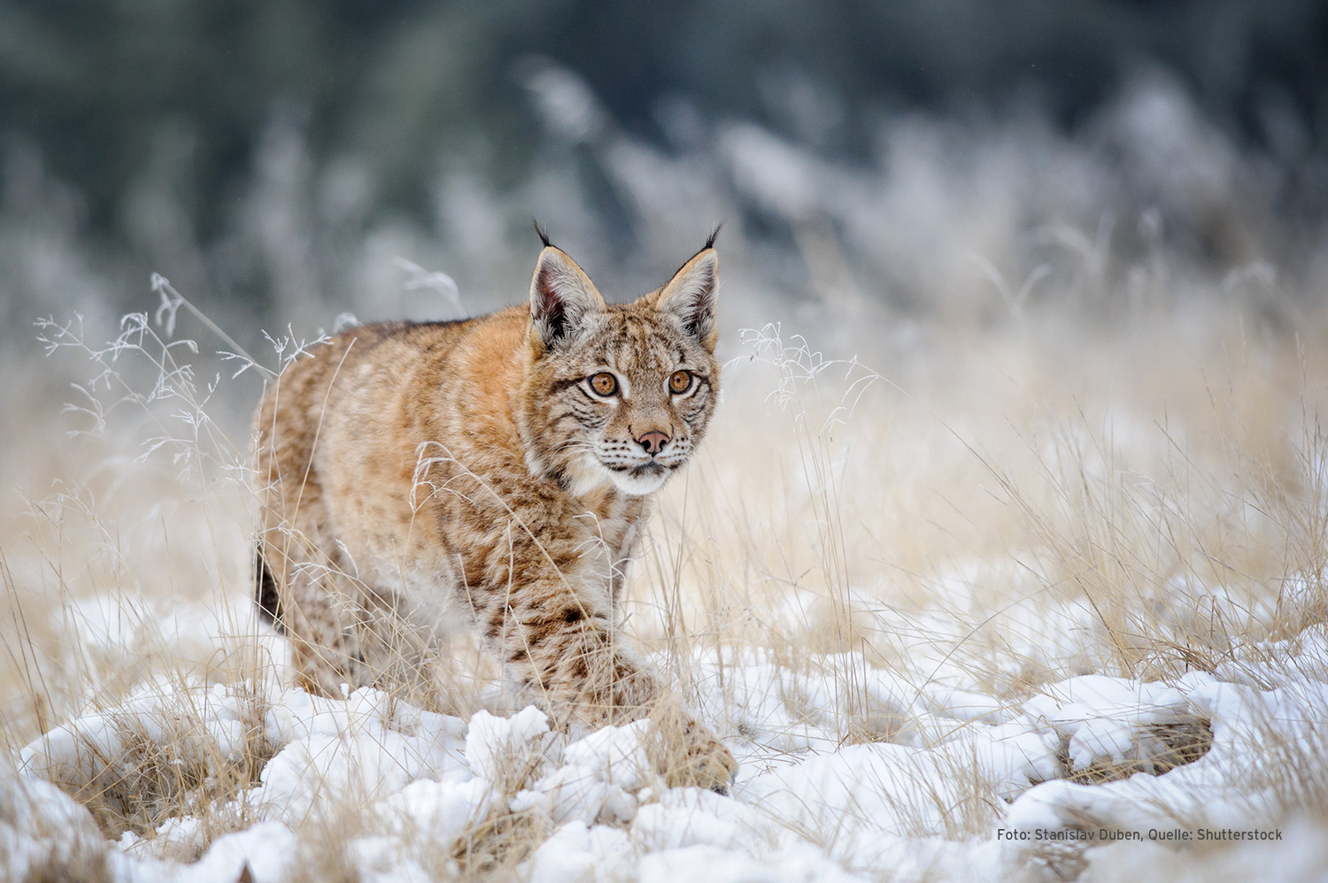 Der Luchs ist der Protagonist der neuen Ganzjahresdestination ...