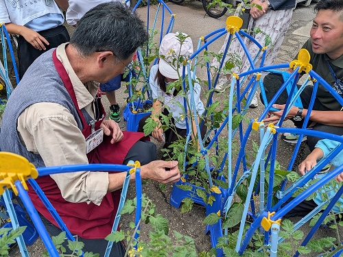 ミニトマトの芽かきを教える様子