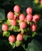 Hypericum Magical Beauty  |  Lachsfarbene Beeren Juli