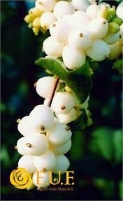 Symphoricarpos Mag. Brigth Fant.  |  Weisse Schneebeere Aug. - Okt.