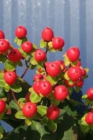 Hypericum Magical Tropical Fall  |  Rote grosse Beeren Aug.-Sept.