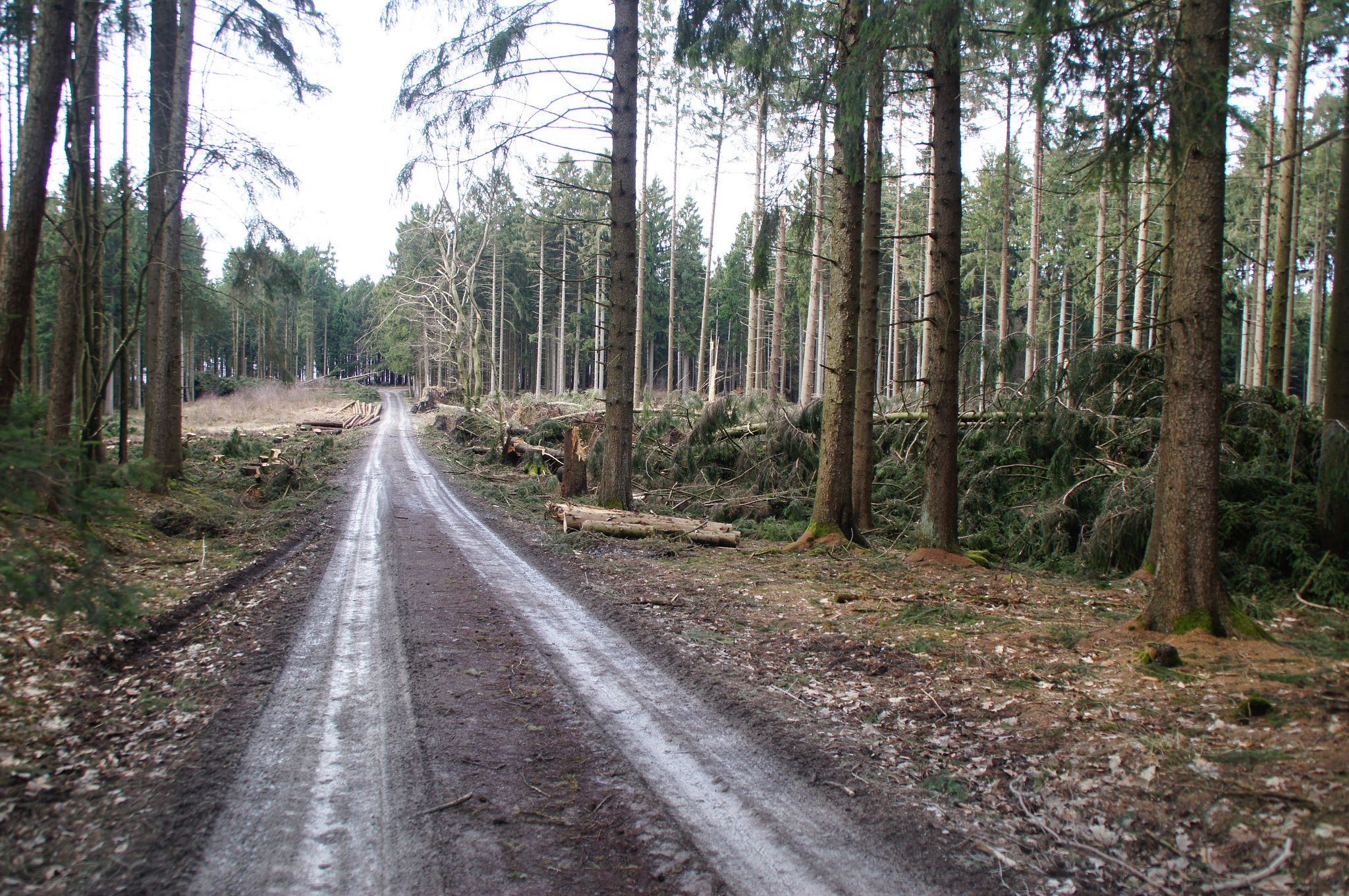 Waldweg