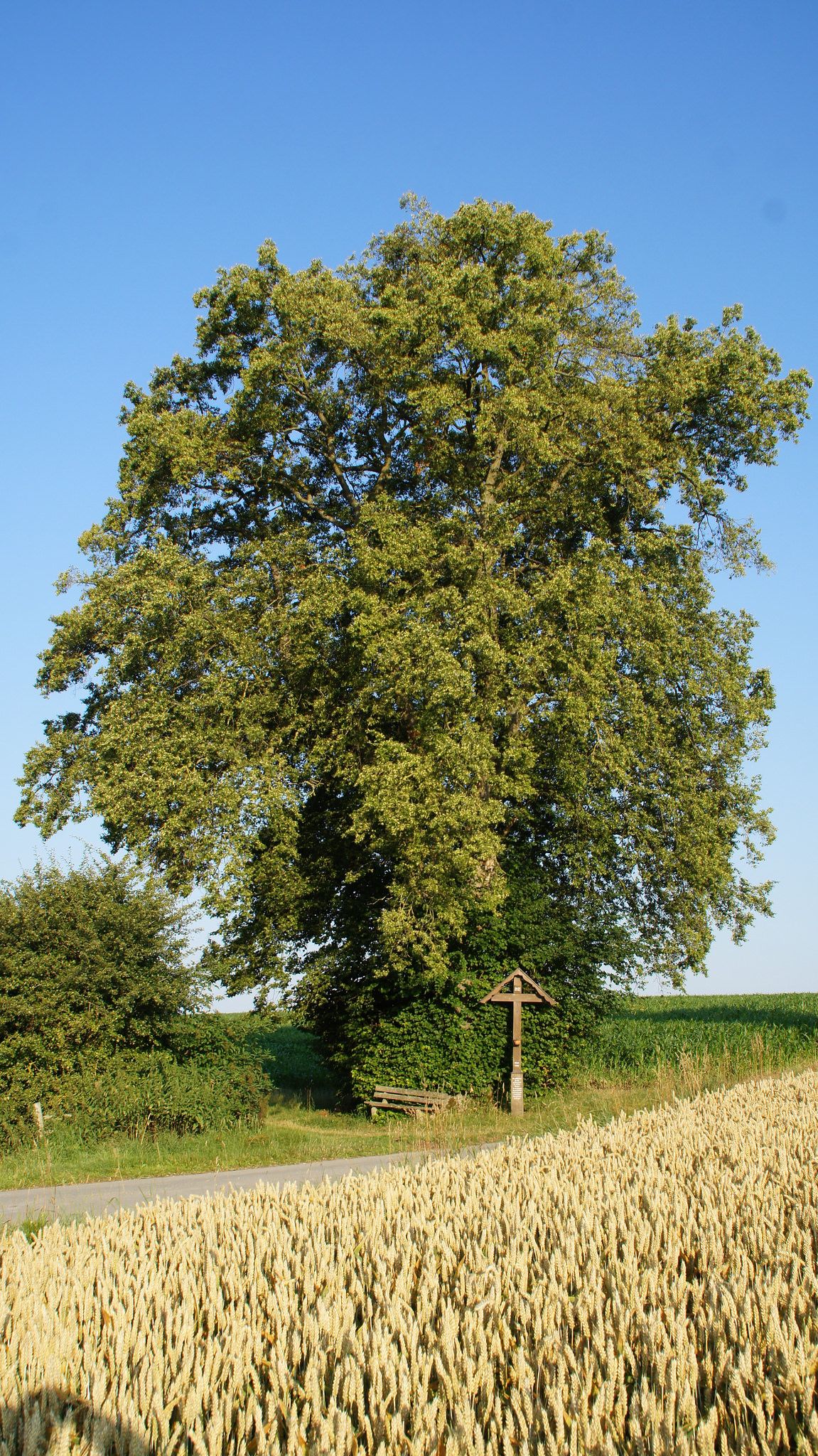 Das Wegkreuz in der Galgenheide