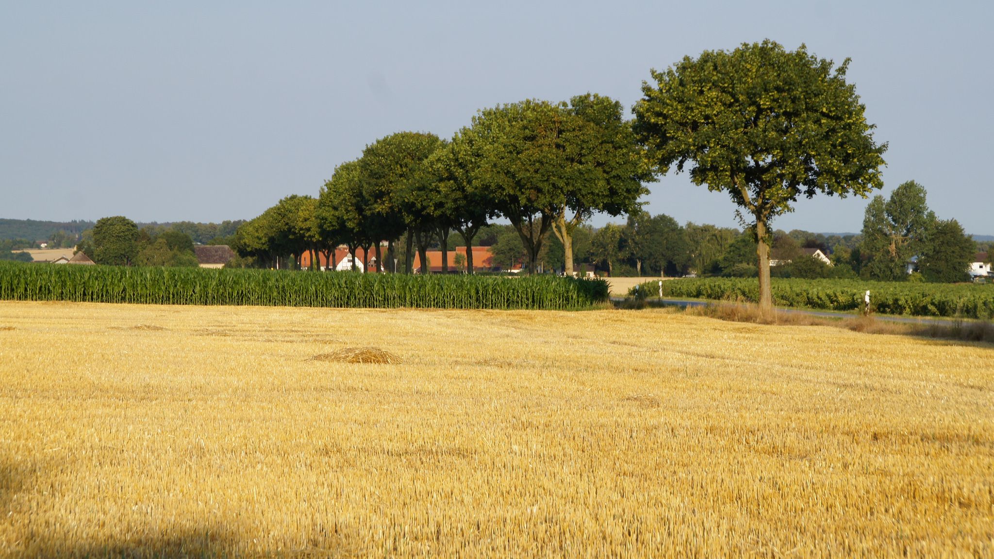 Kornfeld mit Blick auf Oberbergheim