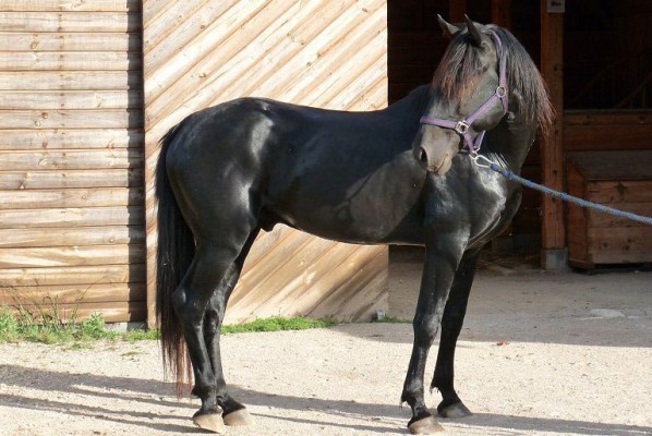 CHEVAUX A VENDRE