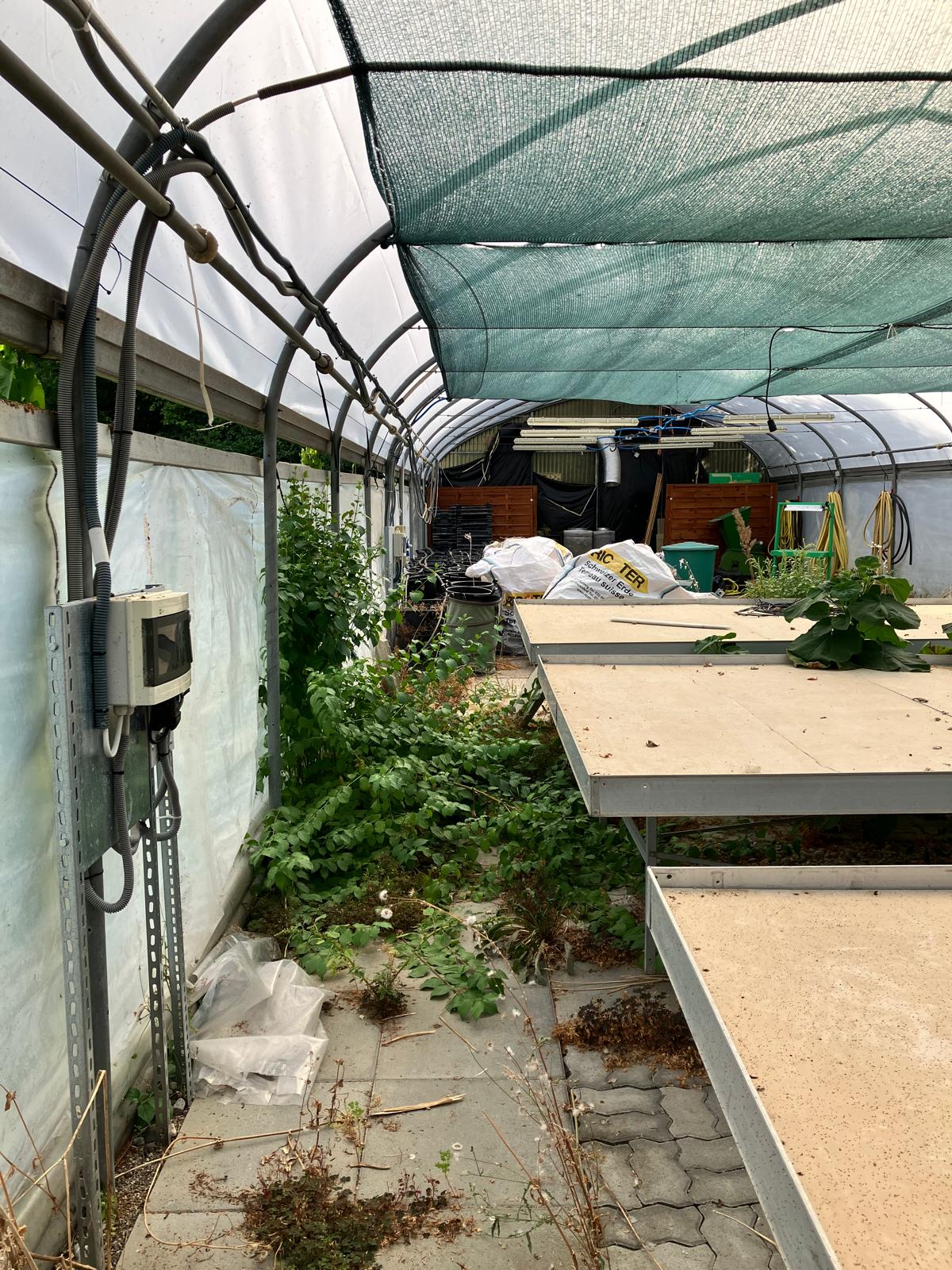 Gewächshaus vorher