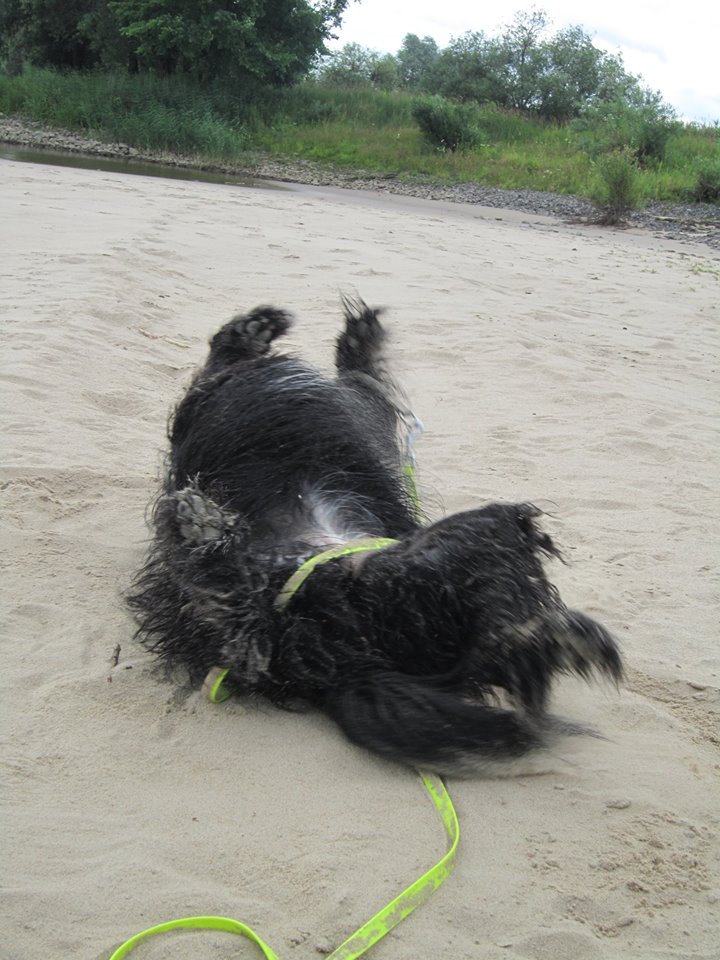 Einmal panieren, bitte!