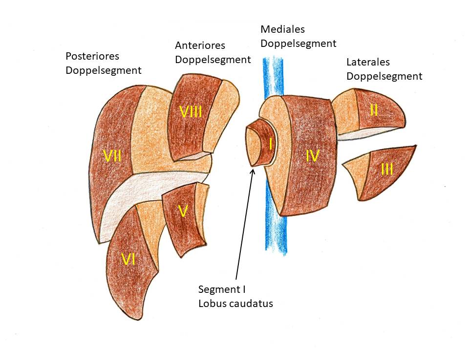 Die Sono-Anatomie der Leber - Praxis Dr. Faure in Krefeld